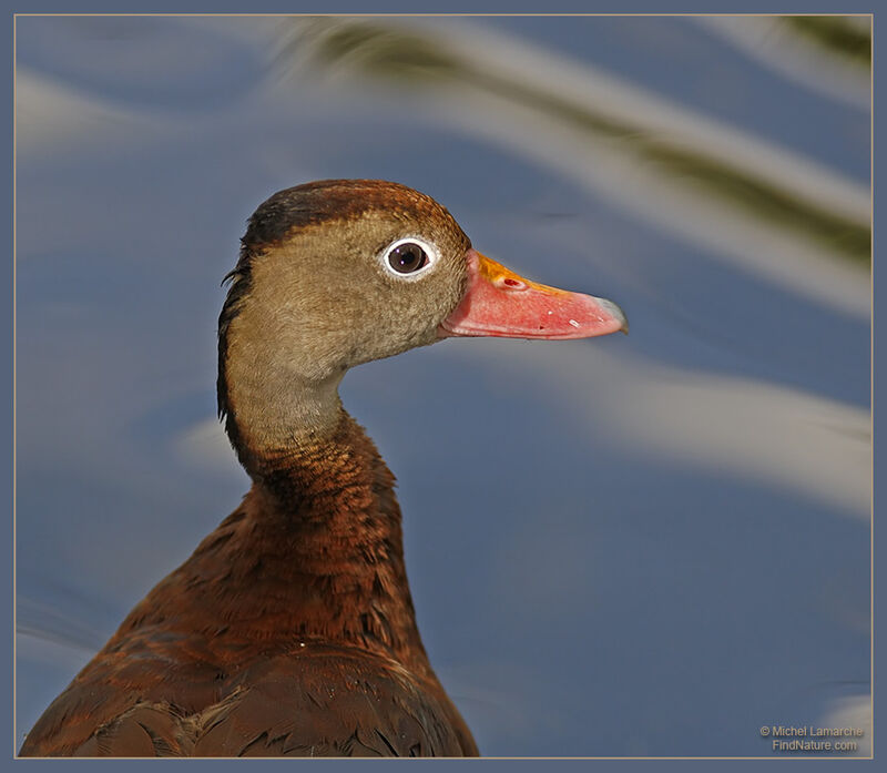 Dendrocygne à ventre noir