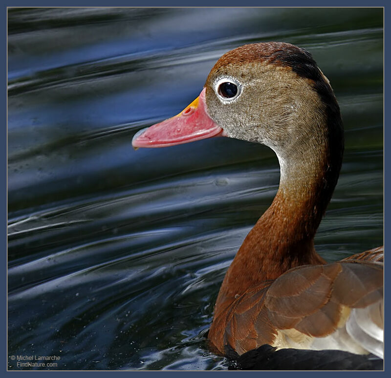 Dendrocygne à ventre noir