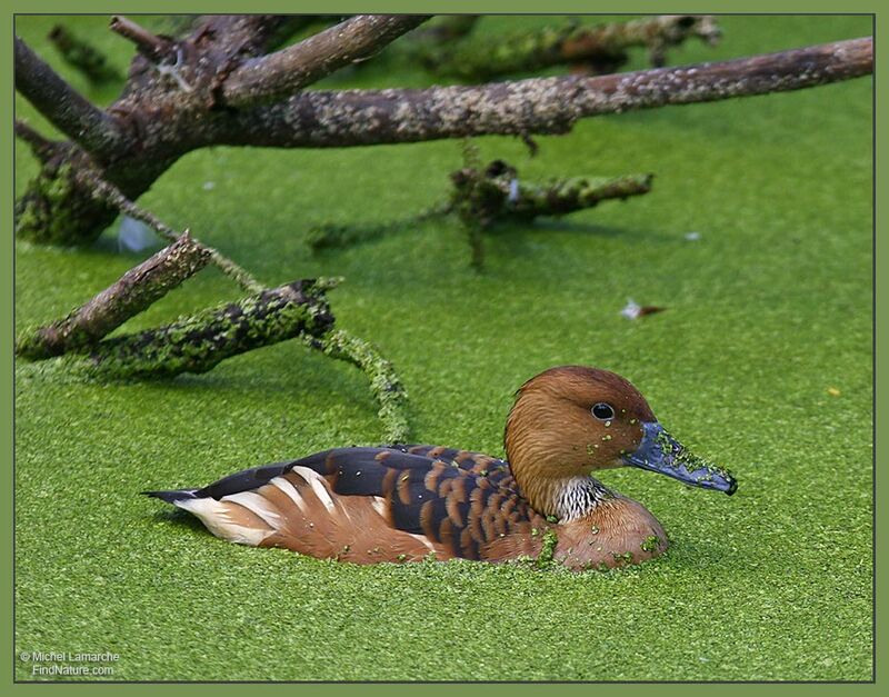 Dendrocygne fauve