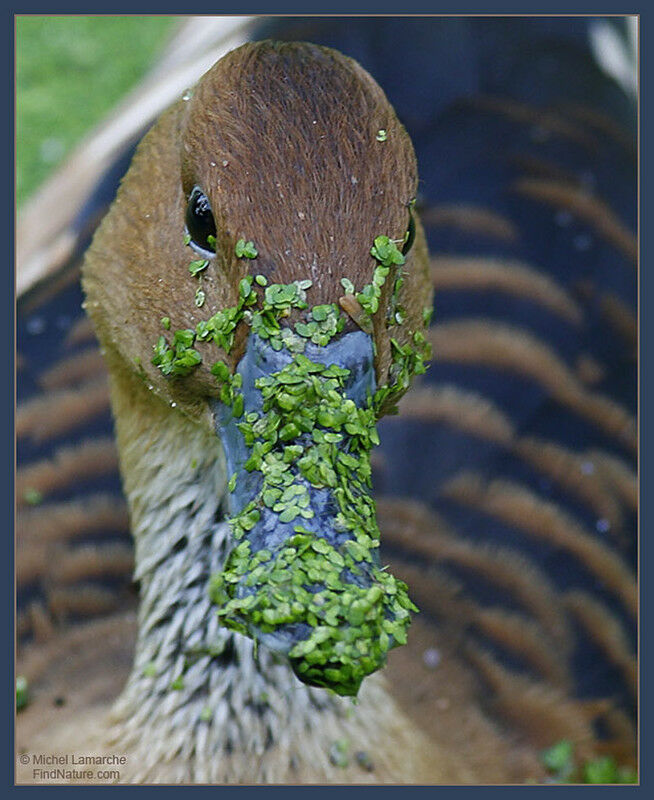 Dendrocygne fauve