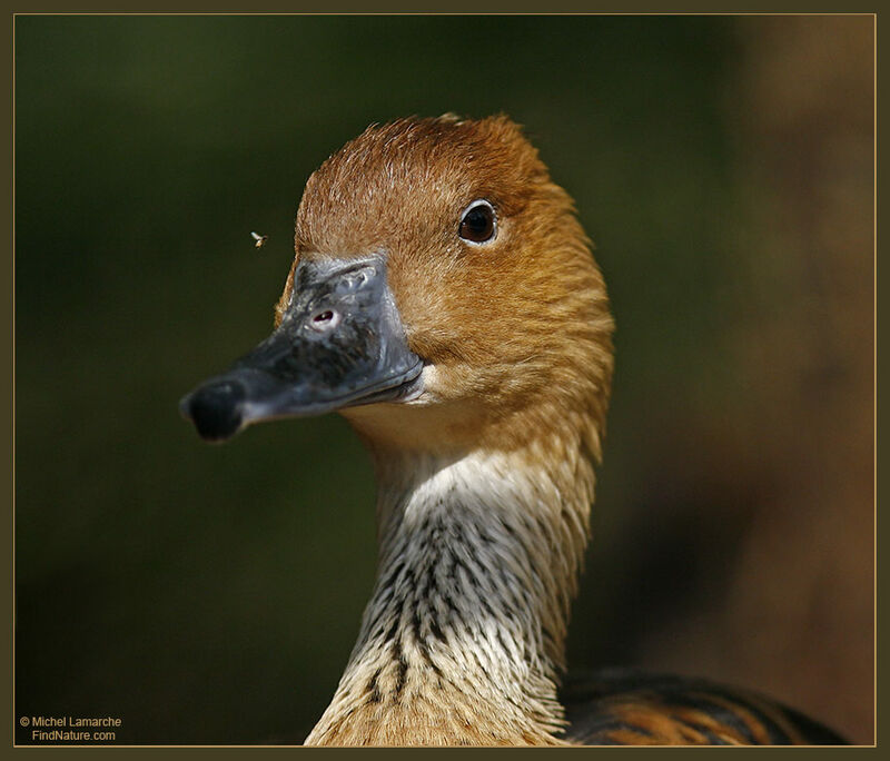 Fulvous Whistling Duck