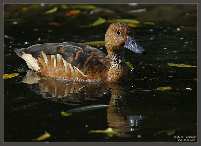 Dendrocygne fauve