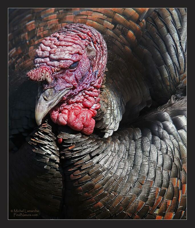 Wild Turkey male adult