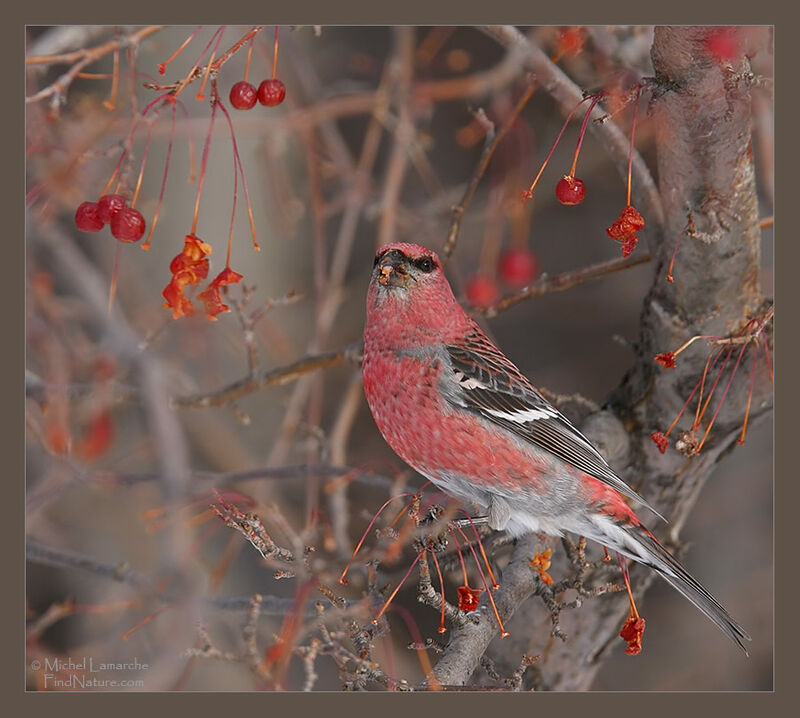 Pine Grosbeak