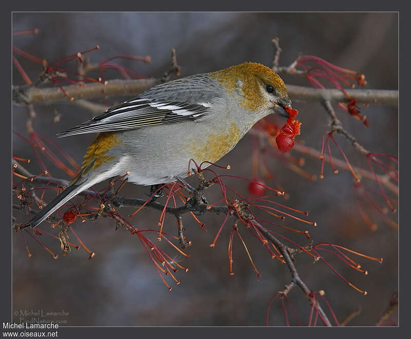 Pine Grosbeak female adult, identification