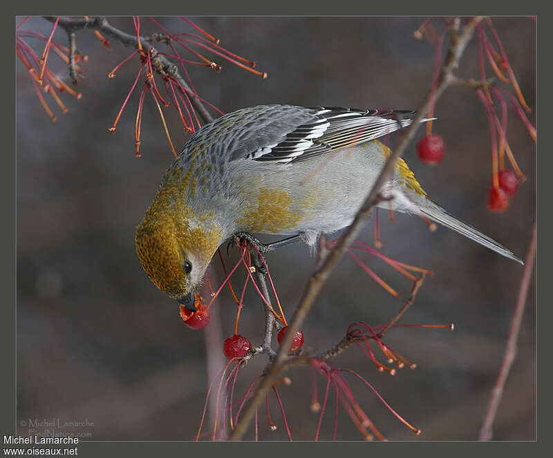 Pine Grosbeak female adult post breeding, pigmentation, eats