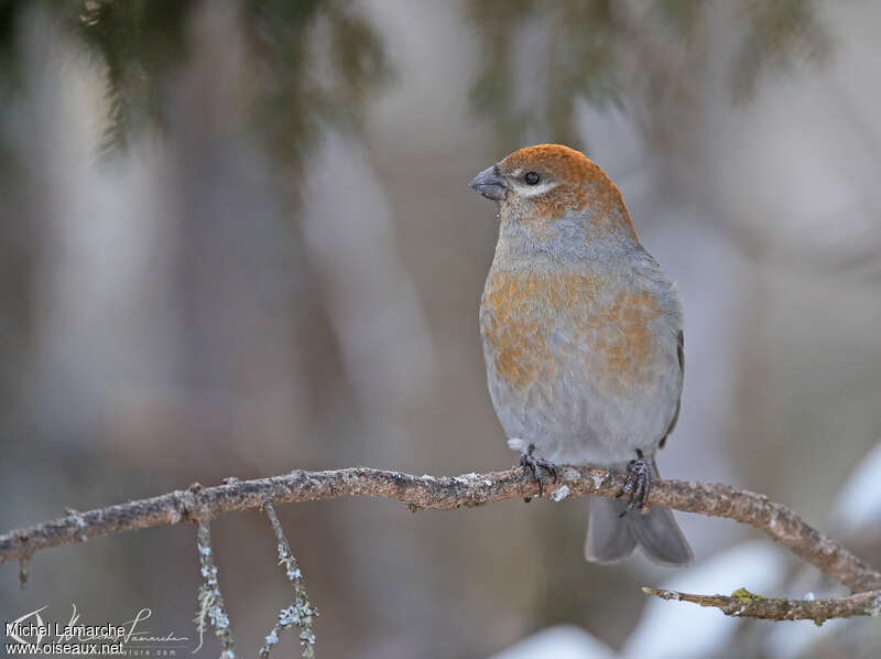 Pine Grosbeak female adult, close-up portrait