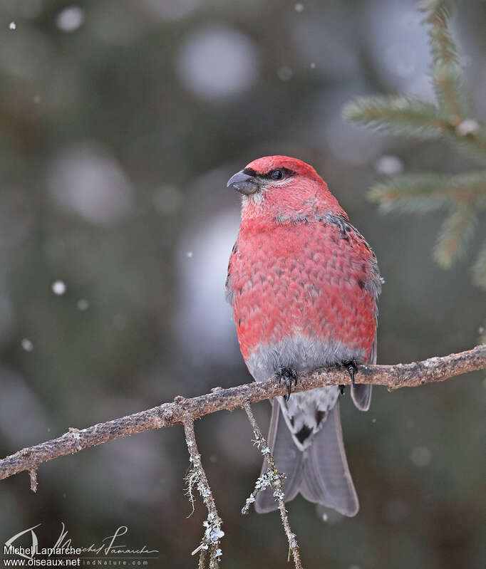 Pine Grosbeak male adult post breeding, close-up portrait