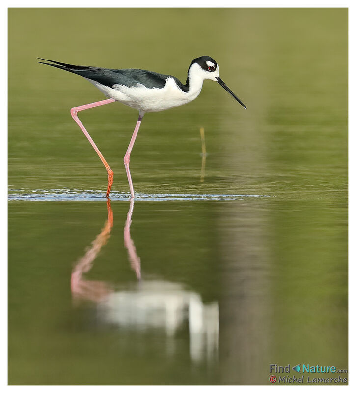 Black-necked Stilt