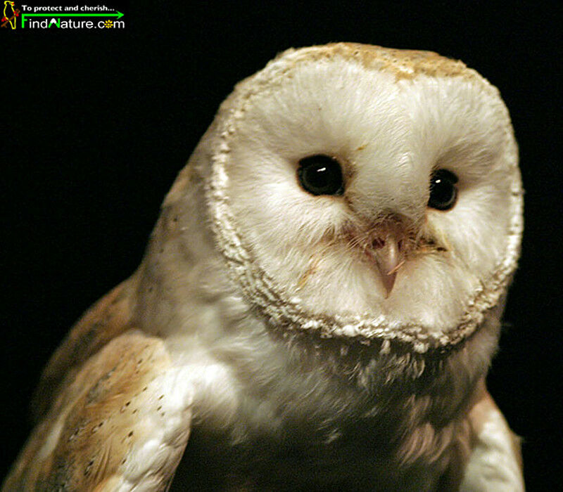 American Barn Owl