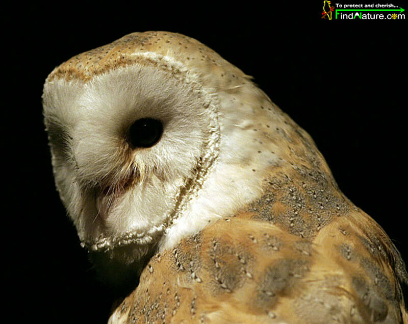 American Barn Owl