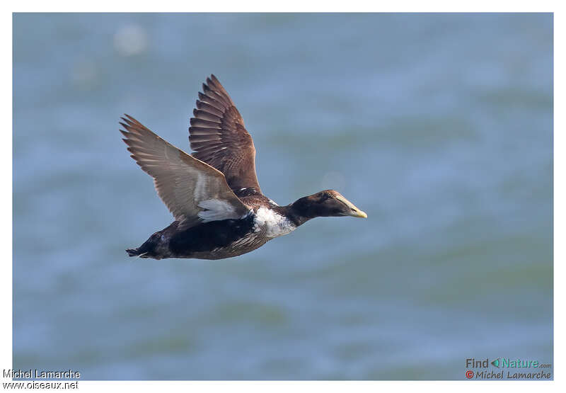 Common Eider male adult post breeding, Flight