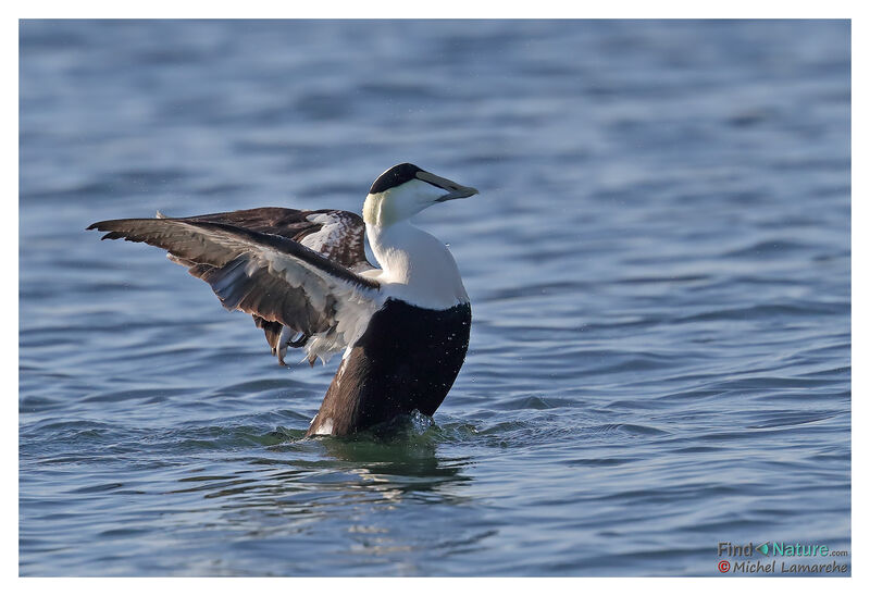 Eider à duvet mâle adulte nuptial