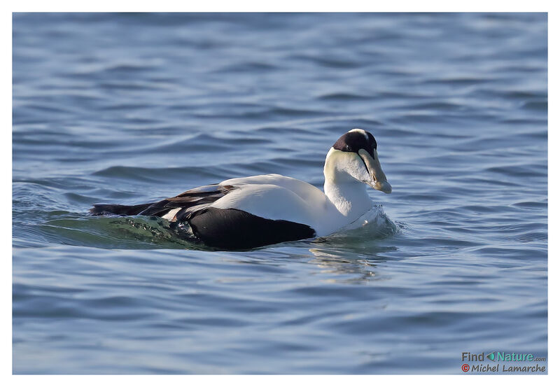 Eider à duvet mâle adulte nuptial