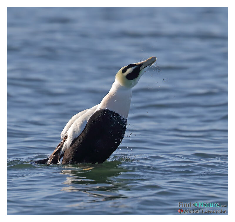 Common Eider male adult breeding