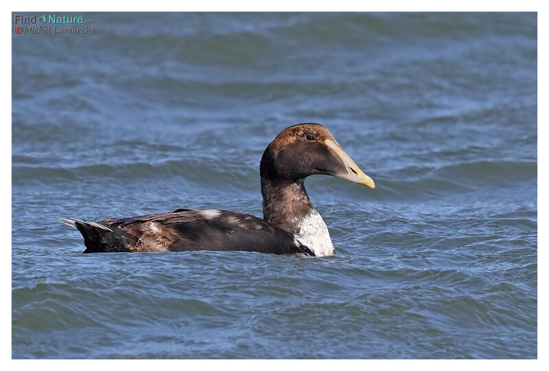 Eider à duvet mâle adulte internuptial, identification