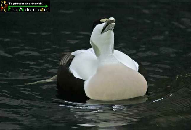 Eider à duvet