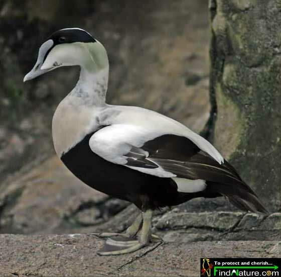 Common Eider