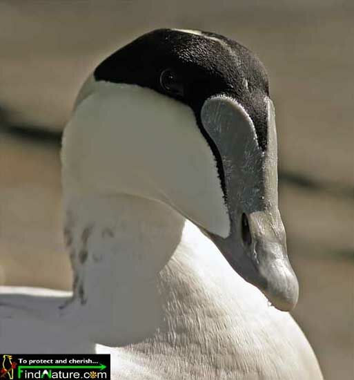 Eider à duvet