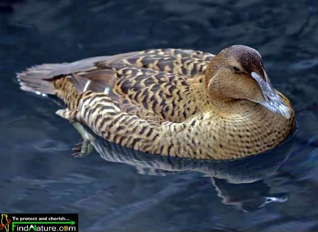 Eider à duvet