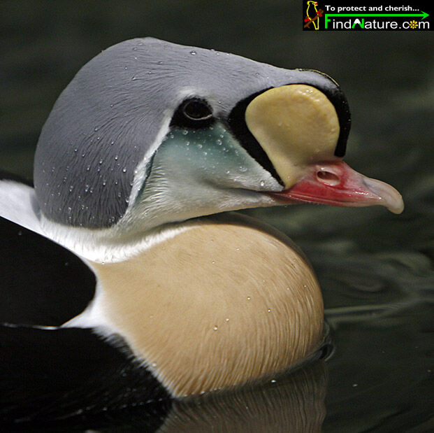 Eider à tête grise mâle adulte