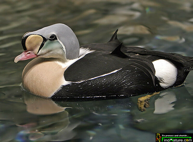 King Eider