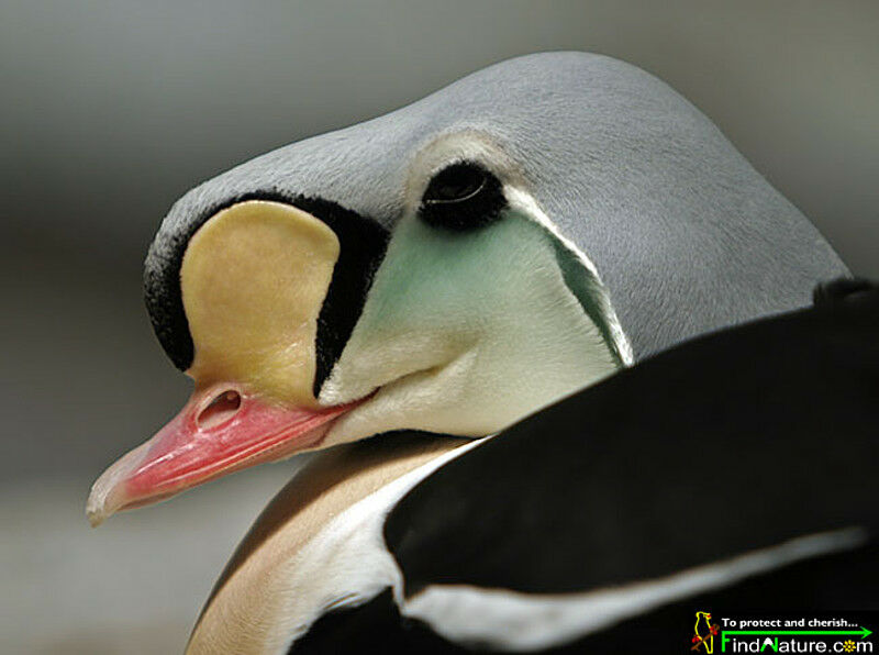 King Eider