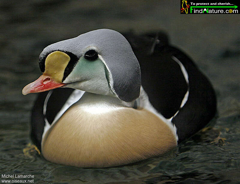 Eider à tête grise mâle adulte