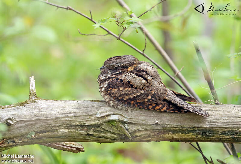 Eastern Whip-poor-will, identification