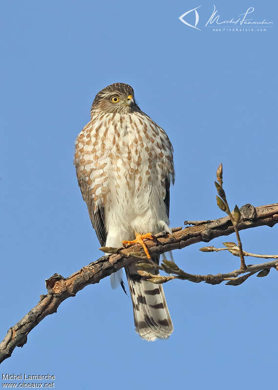 Épervier brunjuvénile, identification