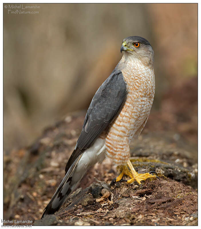 Cooper's Hawkadult, identification