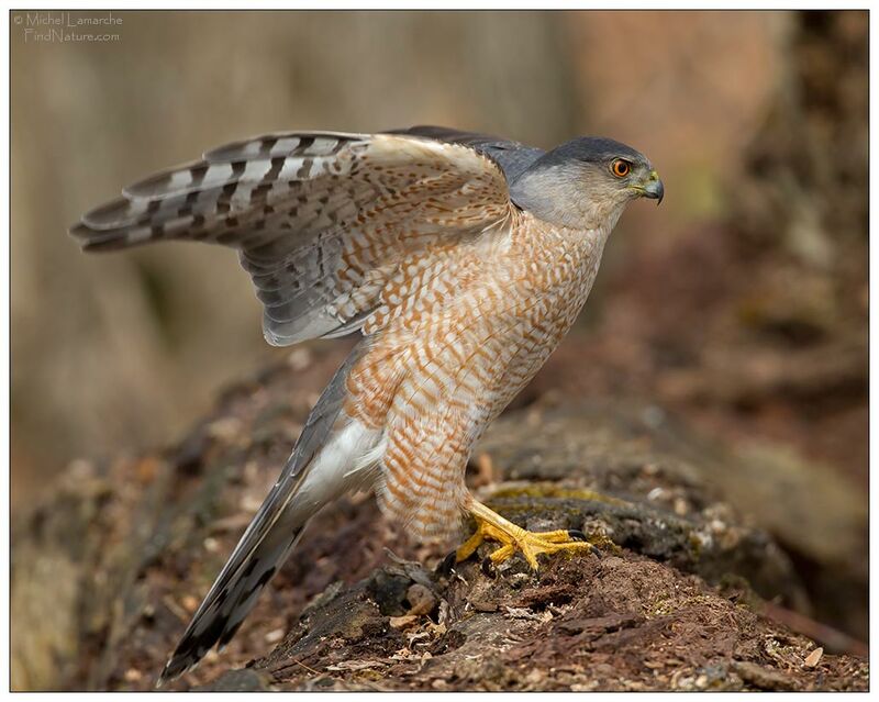 Cooper's Hawkadult