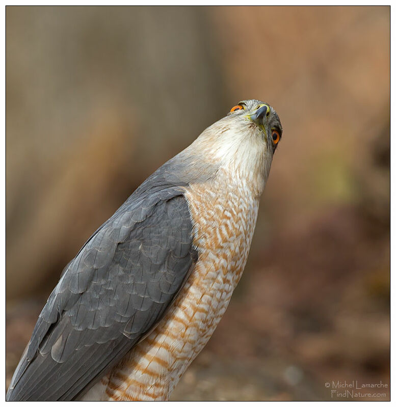 Cooper's Hawk