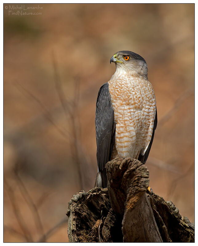 Cooper's Hawk