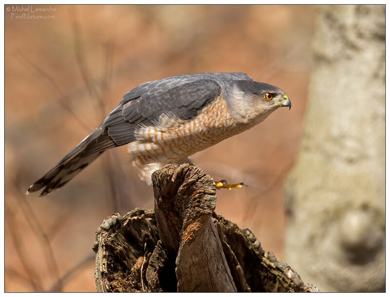 Cooper's Hawk