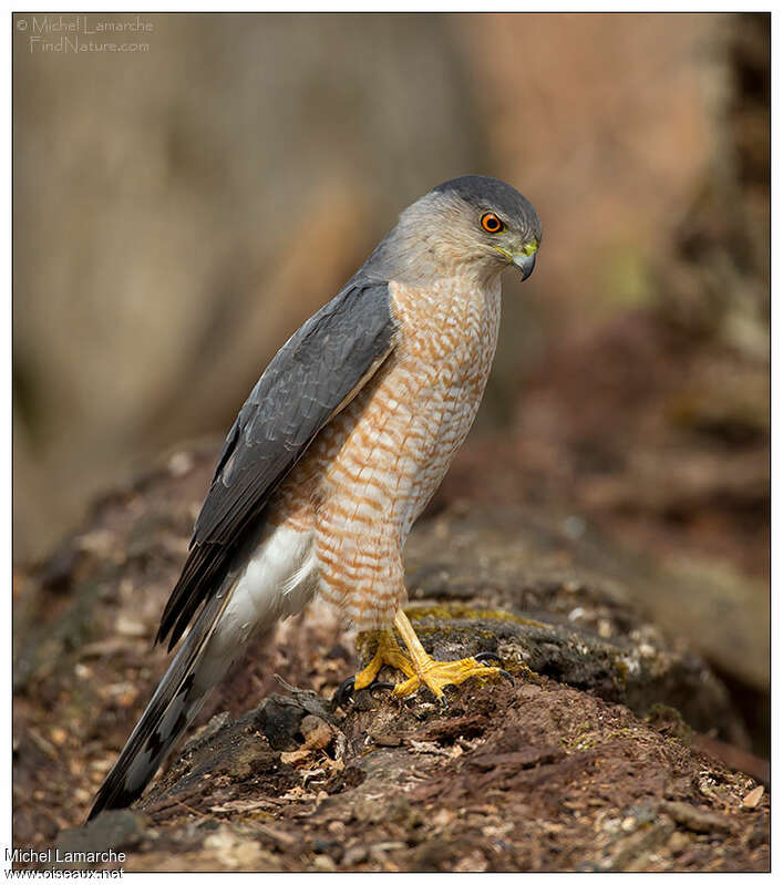 Cooper's Hawkadult, identification