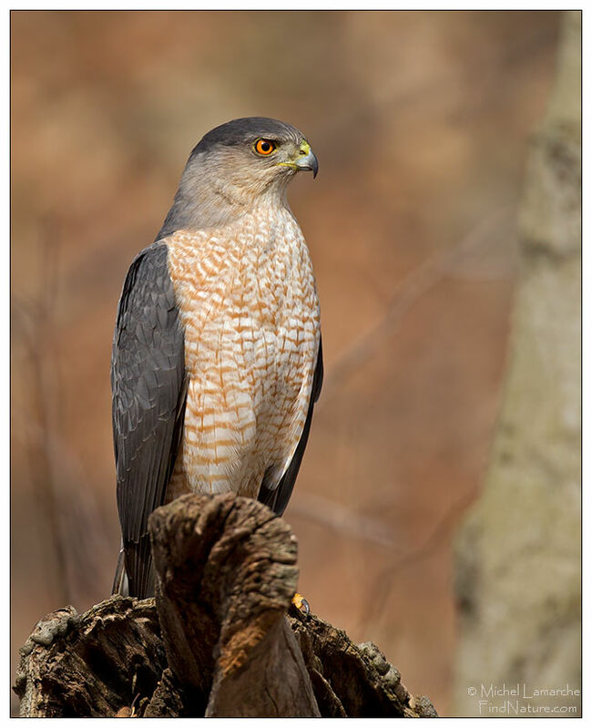 Cooper's Hawkadult