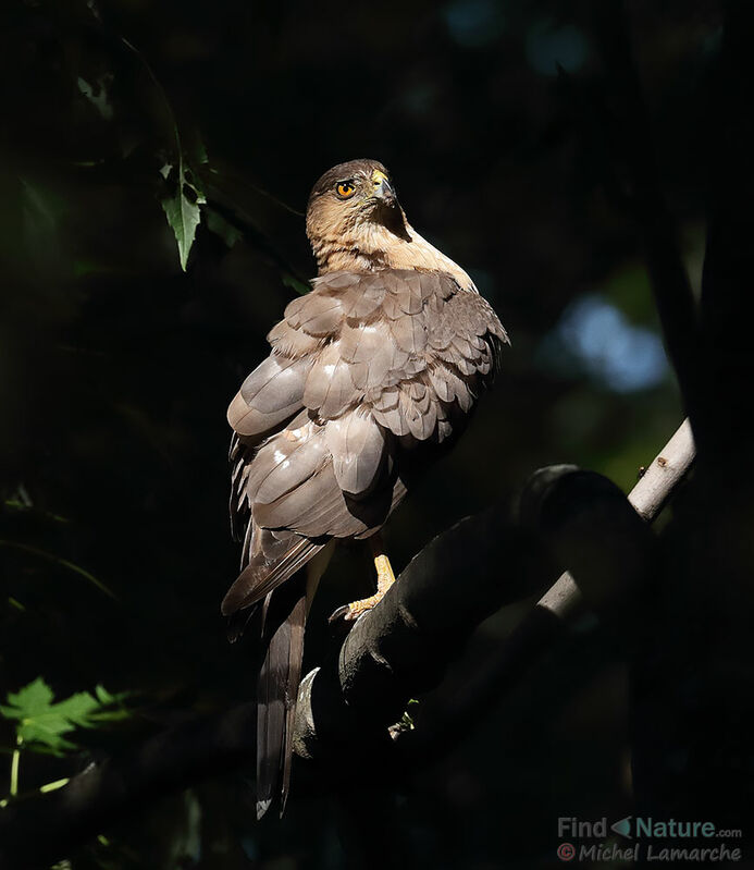 Cooper's Hawkadult