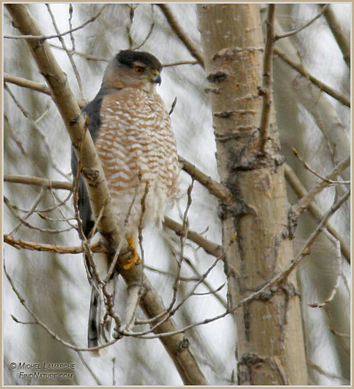 Cooper's Hawkadult