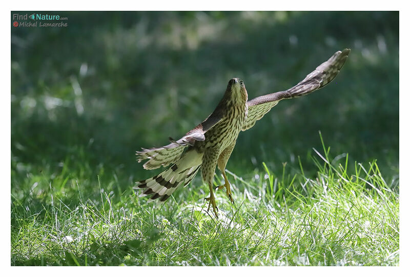 Cooper's Hawkjuvenile, Flight