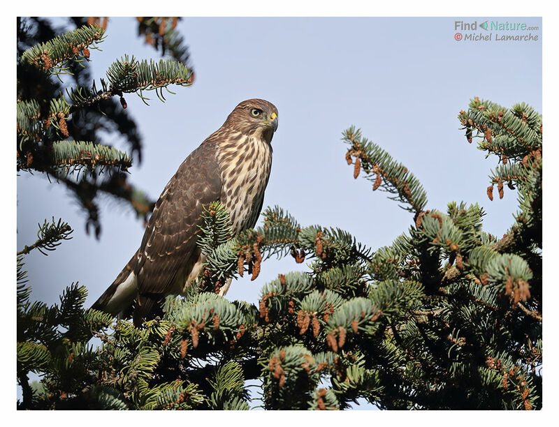 Cooper's Hawkjuvenile