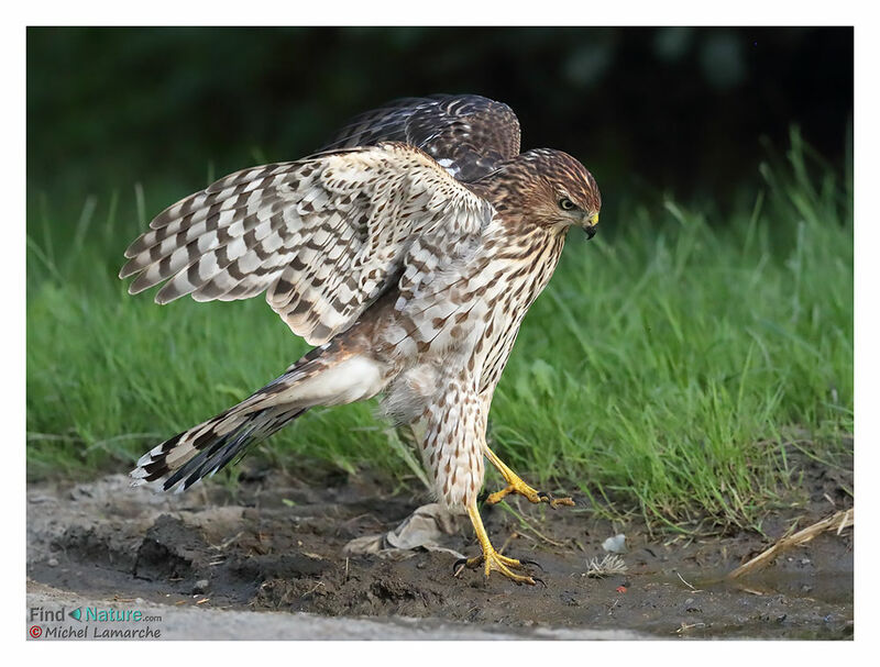 Cooper's Hawkjuvenile