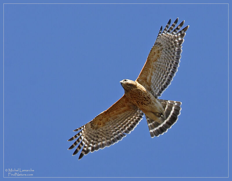 Cooper's Hawk