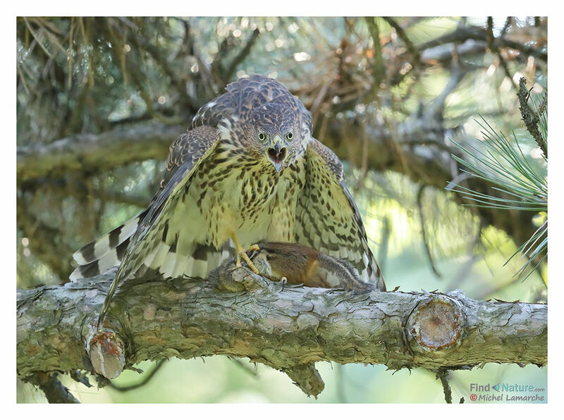 Cooper's Hawkjuvenile, fishing/hunting