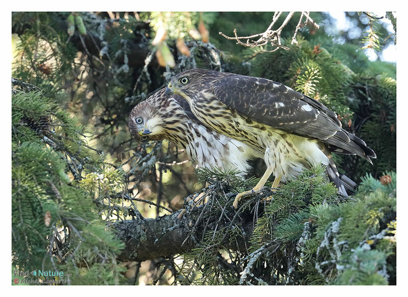 Cooper's Hawkjuvenile