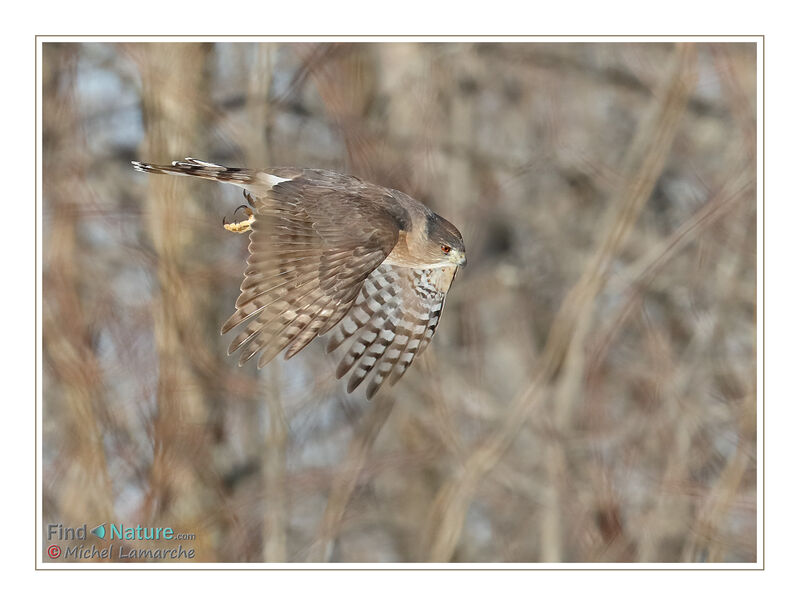 Cooper's Hawk, Flight