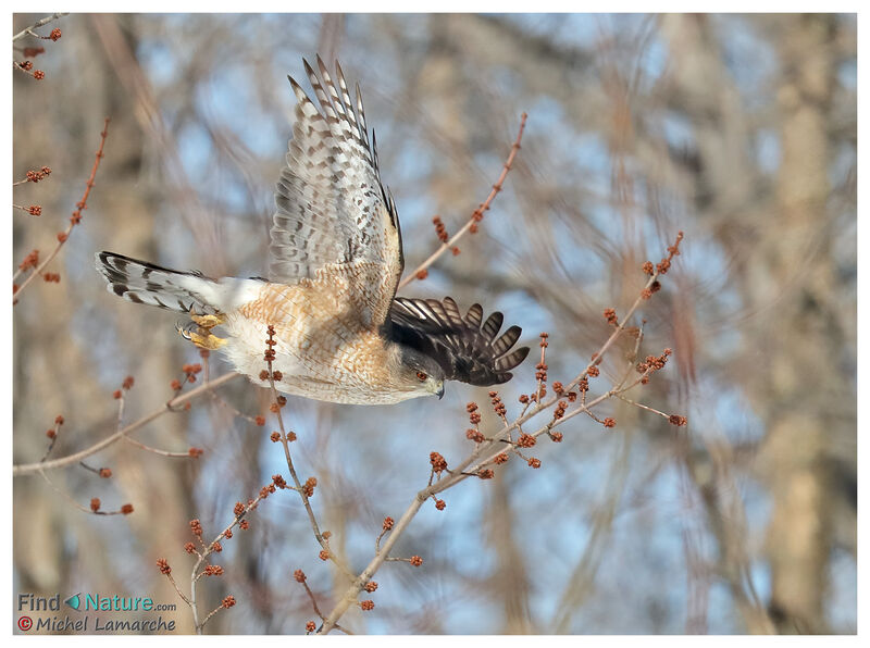 Cooper's Hawk, Flight