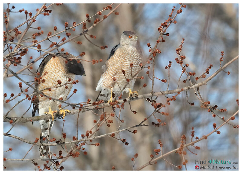 Cooper's Hawk