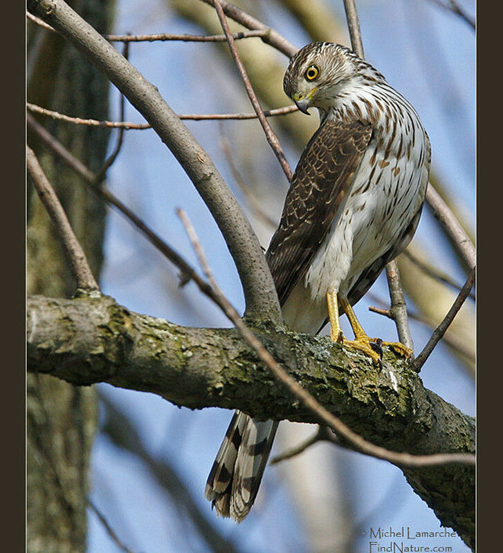 Cooper's Hawkjuvenile