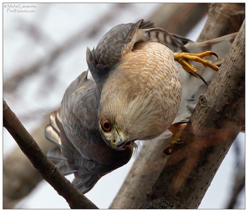 Cooper's Hawkadult